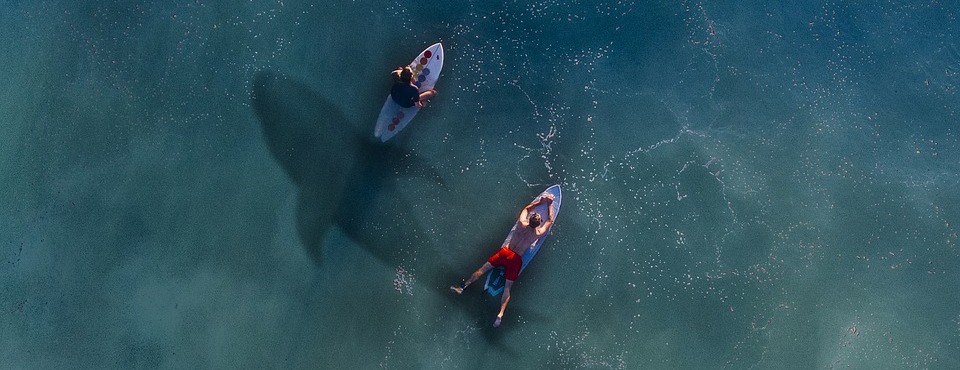 Der Schatten eines Hais unter zwei Surfern.