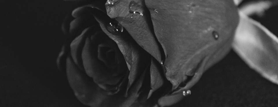 Schwarzweiß Foto Rose