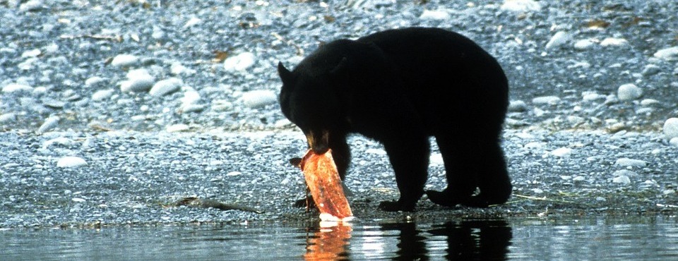 Ein Schwarzbär fängt einen Lachs