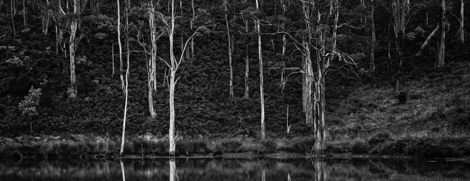 Ein schwarz weiß Bild von australischen Bäumen, die sich in einem See spiegeln