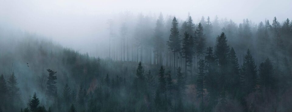Dunkler Wald mit Nebel.
