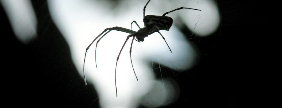 Spinne
